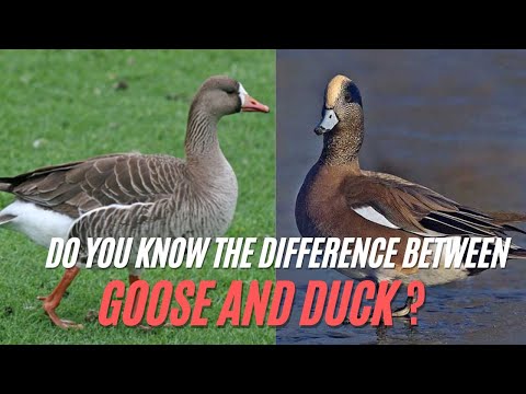 , title : 'Goose vs. Duck | What’s The Difference Between A Duck And A Goose ?'