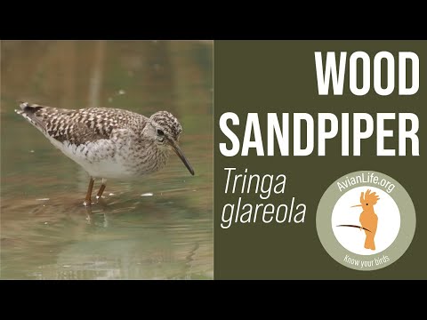Kalužiak bahenný (Tringa glareola) — Wood Sandpiper na zimovisku v Gambii