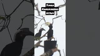 Download lagu Suara Burung Kangkareng Hitam mp3