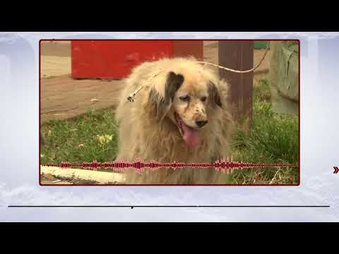 Falso médico veterinario fue detenido en Tomé