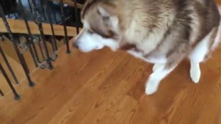 Smart Alaskan Malamute learns to open door &amp; sneaks in house!