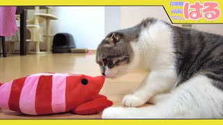 噛みつき子猫に電動エビを与えると…クッソ噛むの？【召喚獣はる】