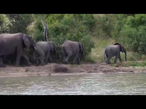 Djuma: Elephants - 14:28 - 04/26/20