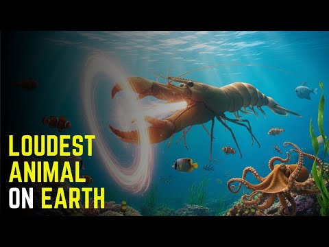 The World's Loudest Animal is a Pistol Shrimp