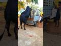 Kangayam Bull On Vehicle Jump Shortsfeed Kangeyam Bull Kangeyamkalai Vehicle Jump