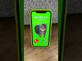 OIIAOIIA CAT is calling NiKPIG
