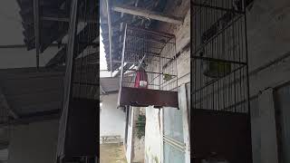 Download lagu kedasih ungu gacor mp3