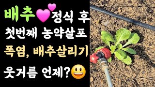 배추???? 정식후 첫번째 병해충방제???? 