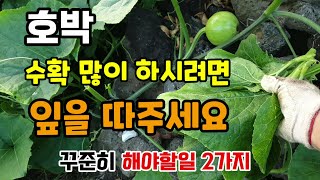 호박잎 따는 이유 호박이 떨어지는 이유 호박밭에 2가지만 해주면 호박 많이 달립니다. #호박잎따기 #호박키우…