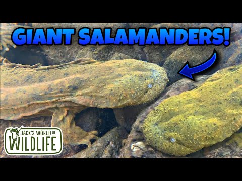 GIANT Salamander! The HELLBENDER!