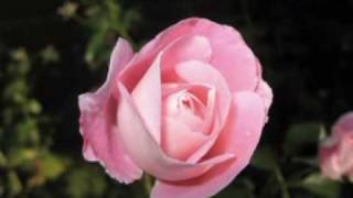 Bài hát Tonight So Cold - Nghệ sĩ trình bày Tina Turner