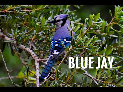 Blue Jay | Blue Jay call | Blue Jay sounds | Blue Jay singing | Blue Jay calls sounds | Bird sounds