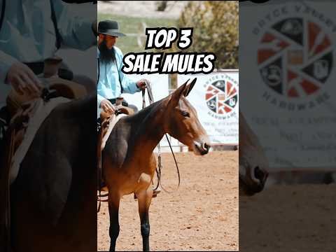 I went to the most expensive MULE sale! 😮🤯 #horse #donkey #mule #equestrian