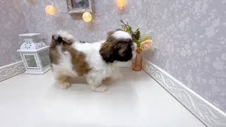 シーズーの動画01