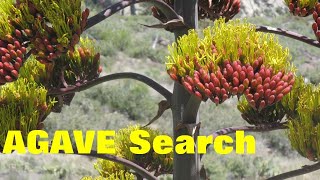 preview picture of video 'Agave Search in Arizona'