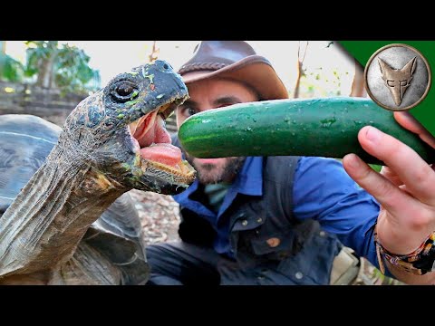 Ogromny żółw z Galapagos z Brave Wilderness Polski! Spotkanie z Buckshotem!