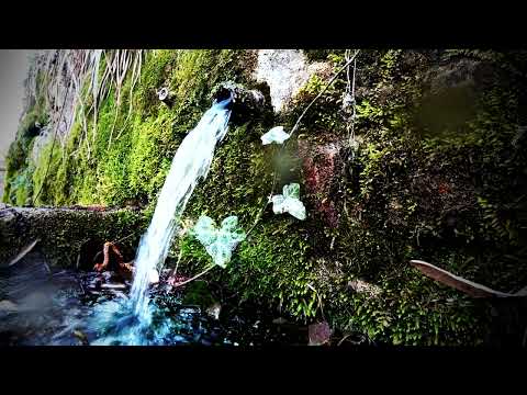 Predrag Gojković - Cune