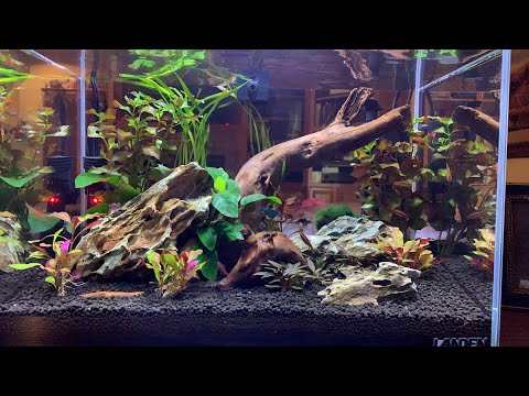 Pen Plax 5 Gallon: Cycling your new tank instantly and safely