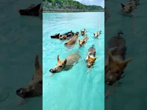 Places in Bahamas that don't feel real 🇧🇸🤯 #travel #adventure #explore #nature #bahamas