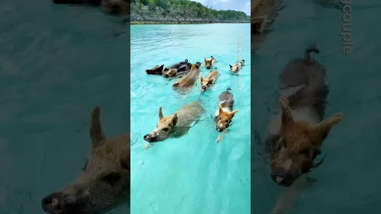 Places in Bahamas that don't feel real