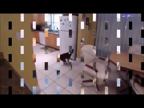 Смешные животные (Funny animals)