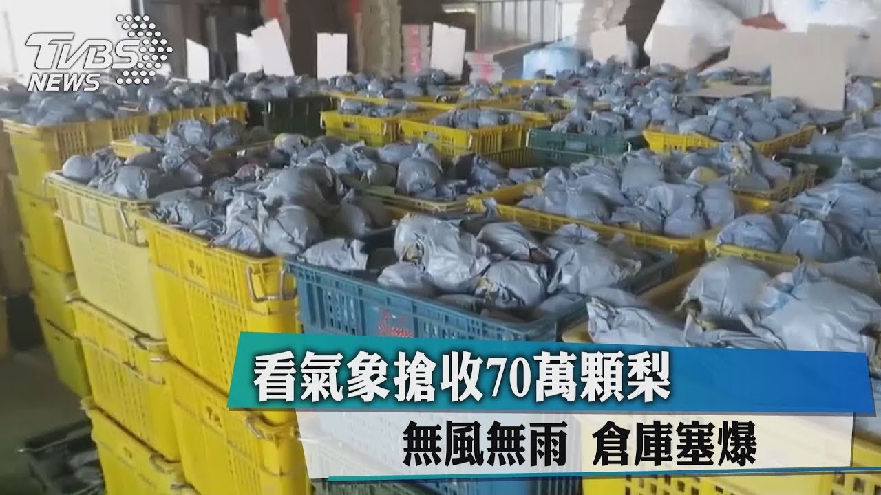 看氣象搶收70萬顆梨　無風無雨倉庫塞爆