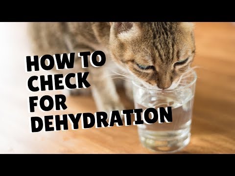 How To Tell If Your Cat's Dehydrated | Two Crazy Cat Ladies