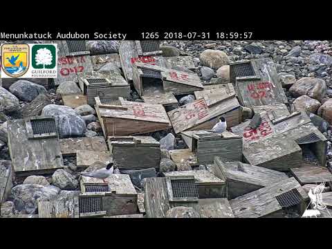 Wake up with Roseate Tern cam videos