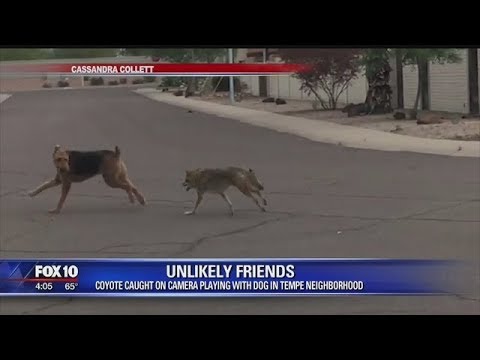 A friendly coyote? Cute but creepy...