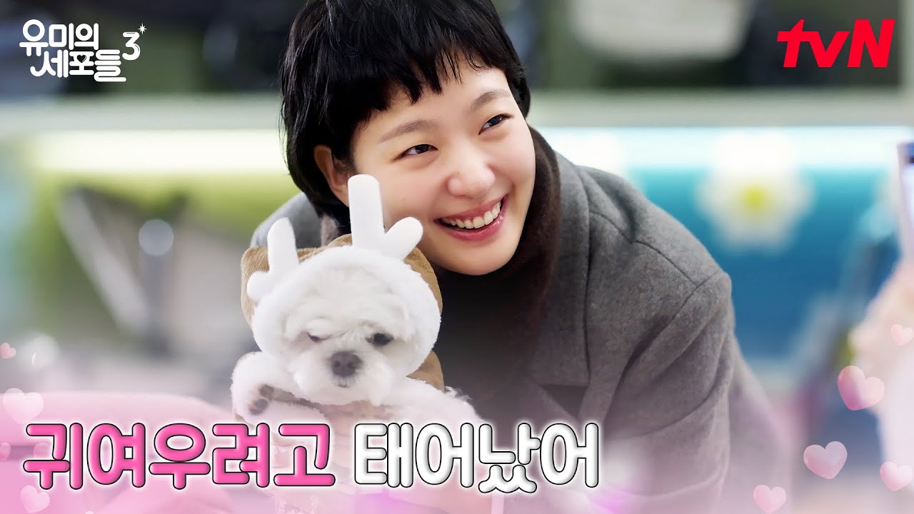 유미의 서열 1위 말티즈, 귀요미 코코♡ #유미의세포들시즌3 EP.1 | tvN 260413 방송