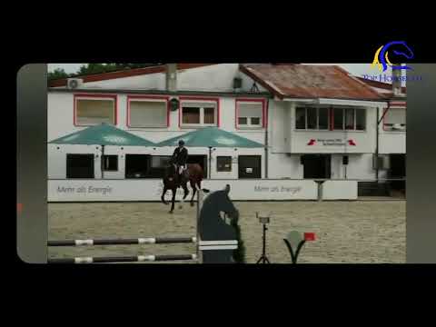 2021 Hannoverian stallion by Comme Il Faut  Future EQ star  FOR SALE