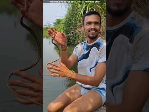 Why this snake keeps coming back 😱