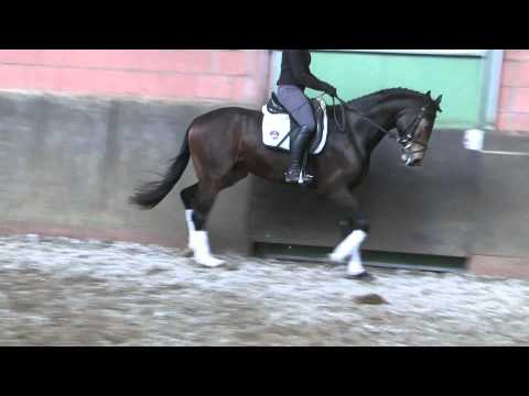 Sir Heinrich *2008 www.pferdesportservice.de