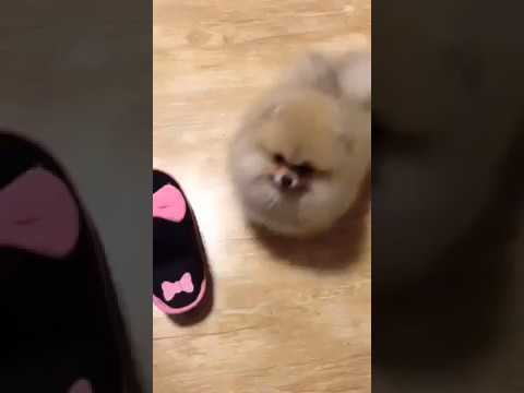 pomeranuli shpici boo / პომერანული შპიცი ლეკვი