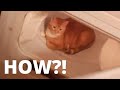 Cat In The Washing Machine RIP