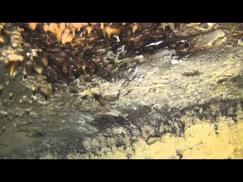 Abenteuer Bahamas 3D - Mysteriöse Höhlen und Wracks (Blu-ray) (Deutscher Trailer)