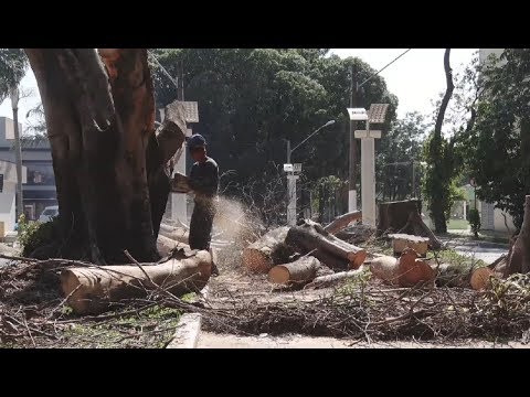 Secretaria de Meio Ambiente remove árvores da Av. da Saudade