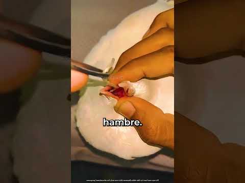 SALVO A SU MASCOTA!