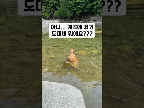 아니… 계곡에 저거 도대체 뭐예요???