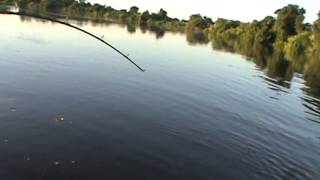 preview picture of video 'Pescaria de Jaú de quase 70 kg no Pantanal'