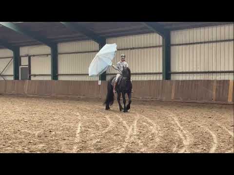 Stal Okkema's Djimmer - Mewes x Olof - Gelding - 2017 - 1.65m