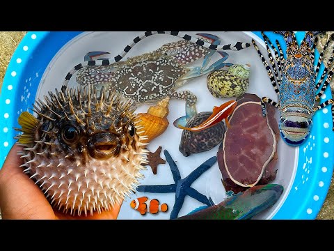 Catch pufferfish and shellfish in the ocean, hermit crab, sea fish, eel ornamental fish crab lobster