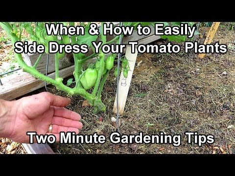 , title : 'When & How (How Often) to Side Dress Your Tomato Plants with Organic Fertilizer: Two Minute TRG Tips'