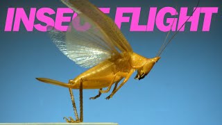 Insects in flight | 11 incredible species in SLOW MOTION