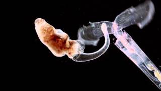 &#39;Manta Ray&#39; por J Ralph  Anohni  Canción Original del documental Racing Extinction