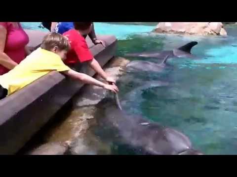 Dolphin Splash Zone ~ SeaWorld, San Diego