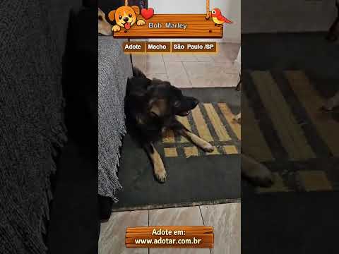 Vídeo de Bob Marley