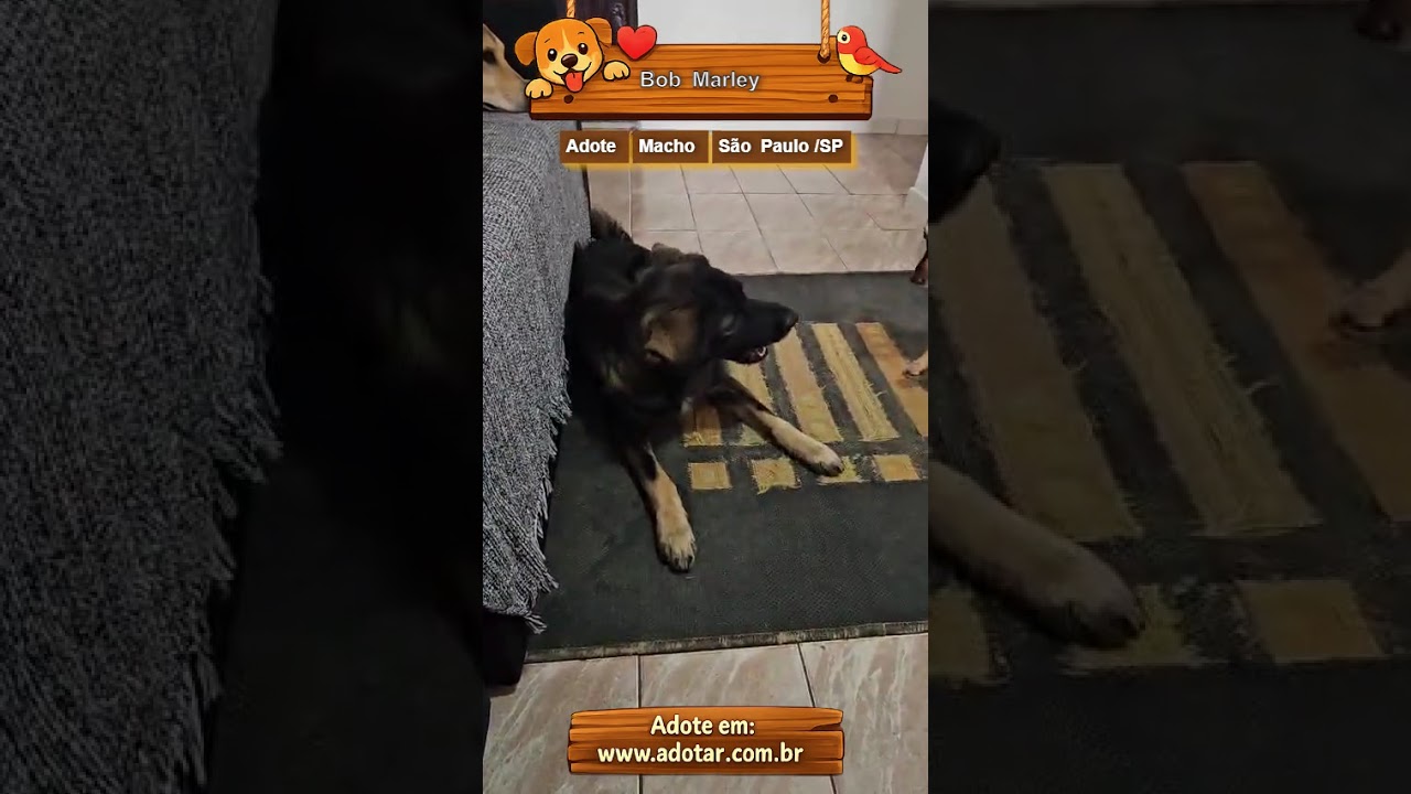 Cachorro raça SRD-ViraLata idade 2 anos nome Bob Marley