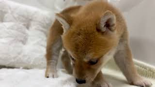 柴犬の動画01