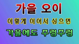 [텃밭농부. 1,190]  가을 오이.  이렇게 심으면 가을에도 주렁주렁 #오이재배